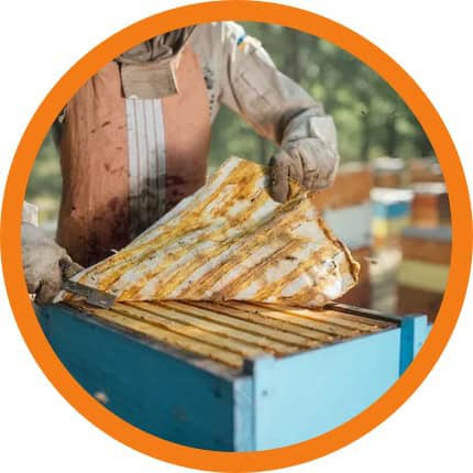 Récolte de la propolis sur grille