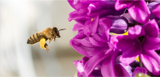Abeiille rcolte le pollen avant de le rapporter  la ruche